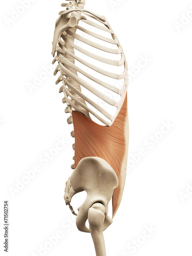 muscle anatomy - the transversus abdomini photo