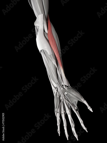 human muscle anatomy - brachioradialis