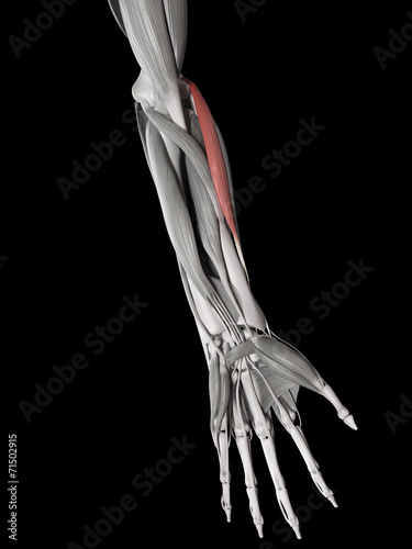 human muscle anatomy - extesor carpi radialis