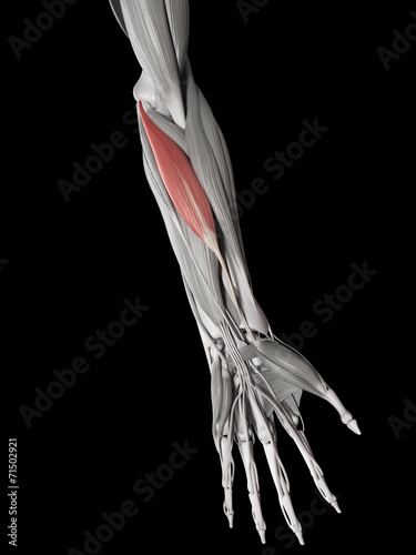 human muscle anatomy - flexor carpi radialis
