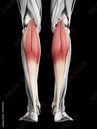 human muscle anatomy - gastrocnemius