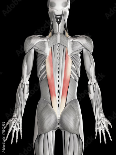 human muscle anatomy - iliocostalis
