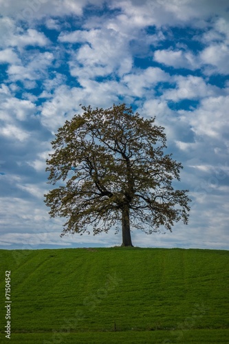 Einsame Eiche im Herbst unter weiß-blauem Himmel