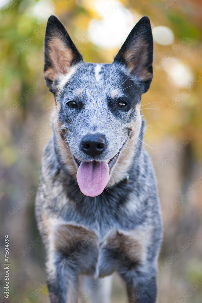 Close up portrait of Australian cattle dog