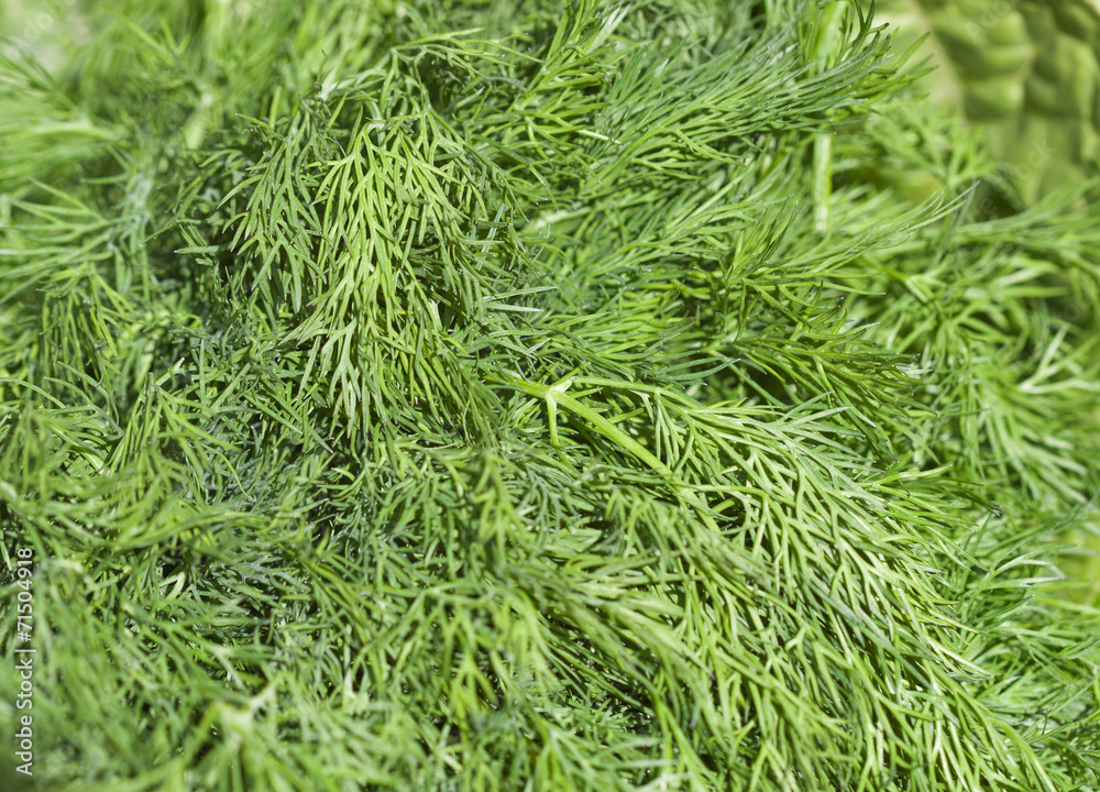 fresh green dill background fresh green dill background