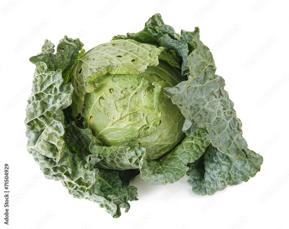 Fototapeta premium cabbage