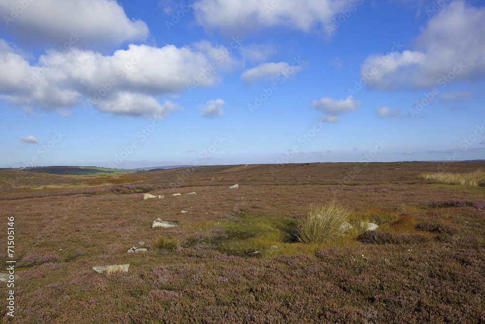 scenic moorland landscape