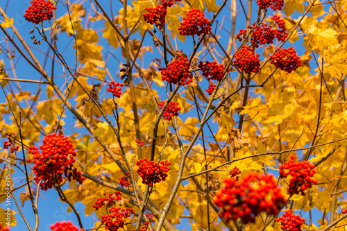 Fotografi Rowan in autumn