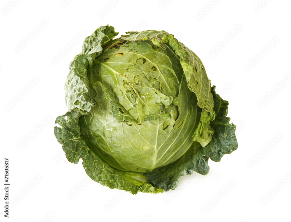 Fototapeta premium cabbage