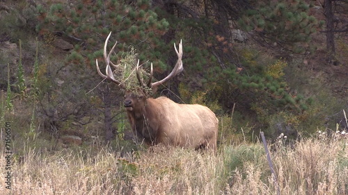 Wallpaper Mural Bull Elk Bugling in Rut Torontodigital.ca