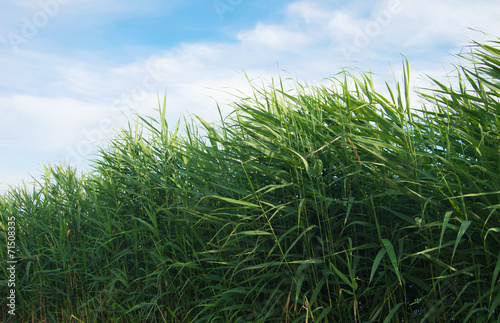 green reed grass and blue sky