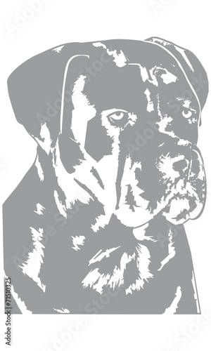 Cane Corso Hund