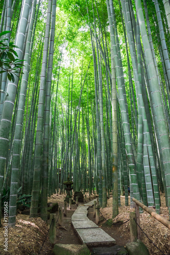 鎌倉 竹の庭