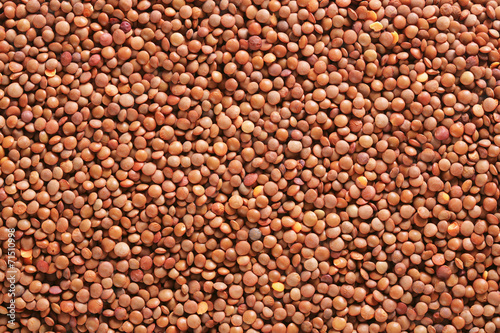 Raw whole red lentils