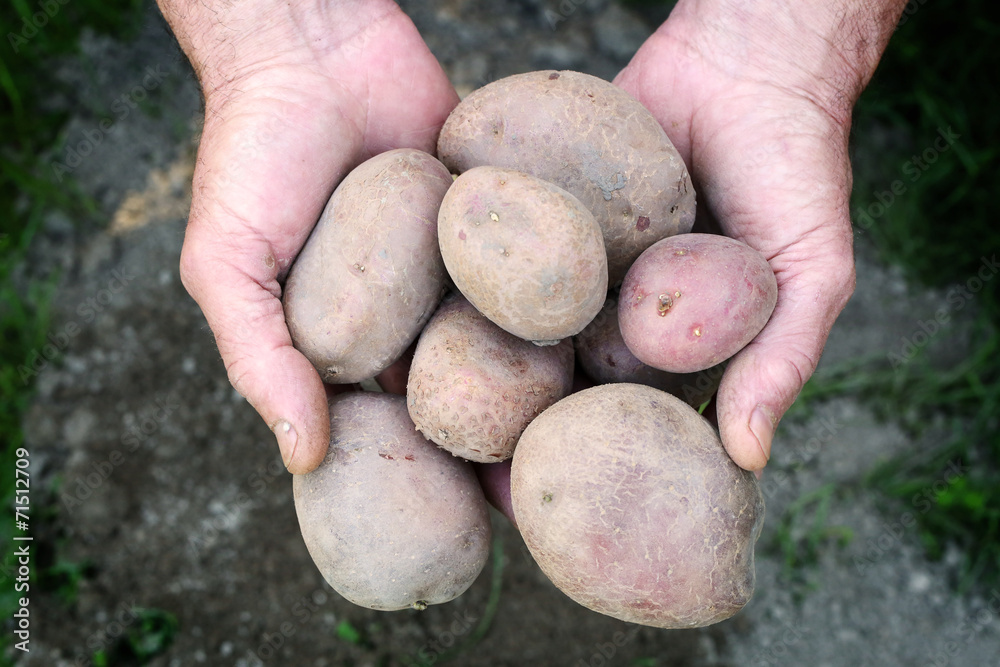 Male gardener holding group of potatoes in his hands Male gardener holding group of potatoes in his hands