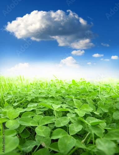 green clover field