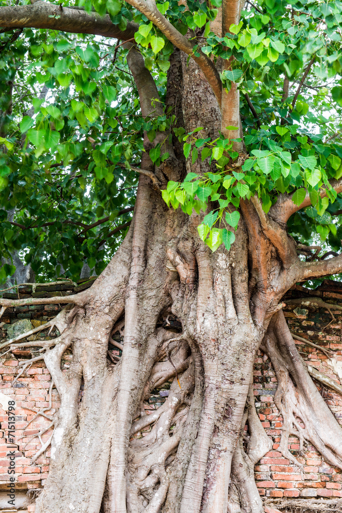 Big Banyan Tree on Ancient Wall at Sang Kratai Temple Stock Photo ...