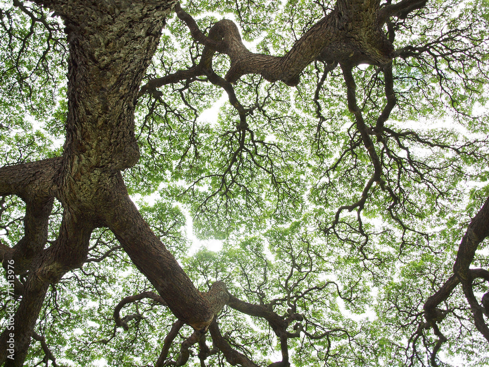 Naklejka premium オアフ島のモンキーポッド