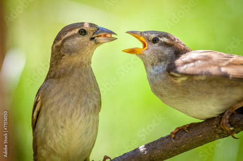 Cute House Finch couple feeding each other