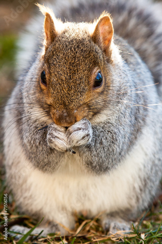 Eastern Gray Squirrel eating seeds.