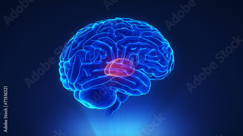 Right thalamus in loop brain concept photo