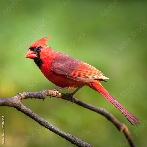 Billede på lærred Male northern cardinal perched on a branch