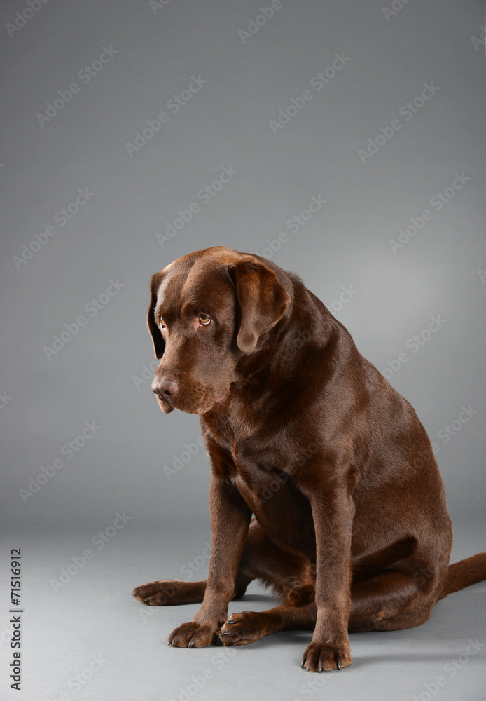 Brown chocolate Labrador, sitting and looking sad.
