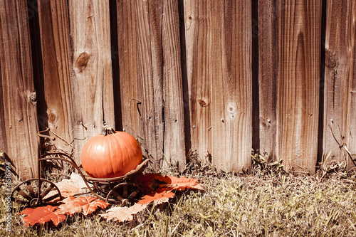 Pumpkin Fence © CandiceDawn