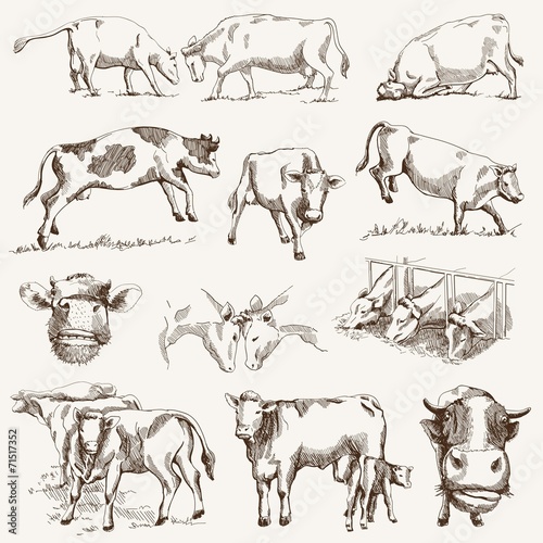 cow. animal husbandry
