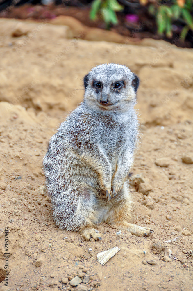 The meerkat