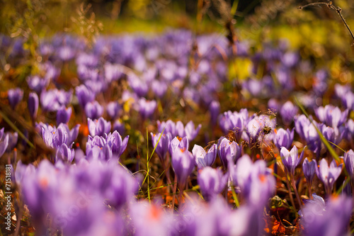 Crocus longiflorus photo