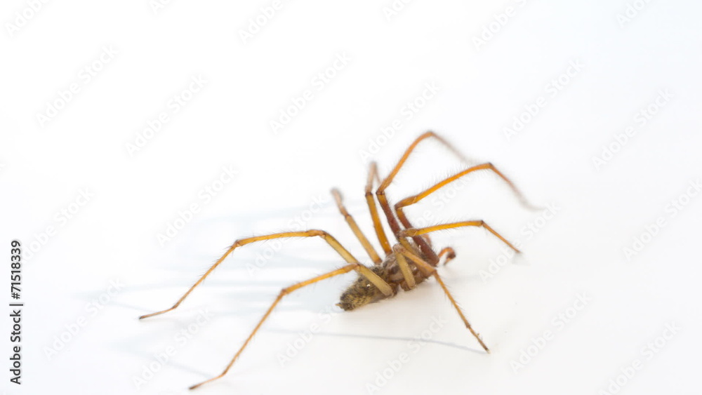 Spider, white background Spider, white background