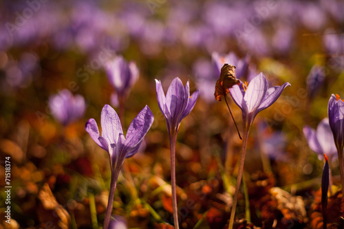 Crocus autumn Edinburgh photo