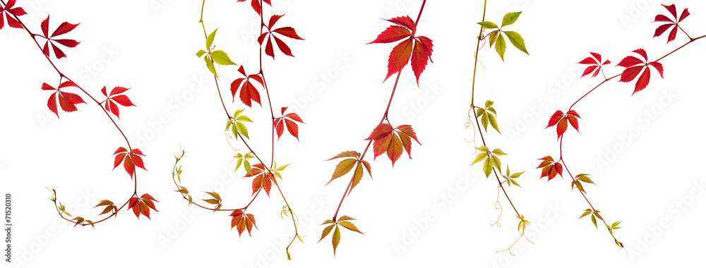 Isolated bindweed plant on white