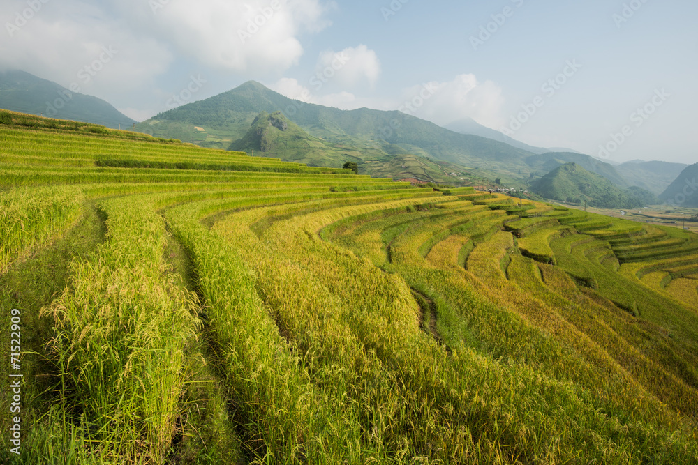 Golden rice field in Vietnam.