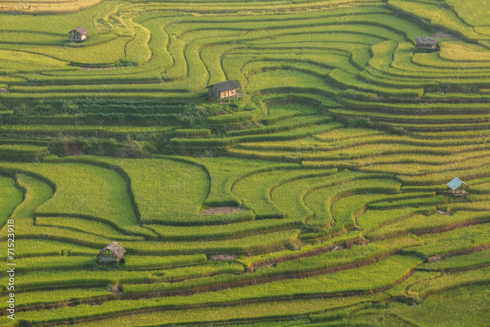 Beautiful Rice Terraces, South East Asia Beautiful Rice Terraces, South East Asia