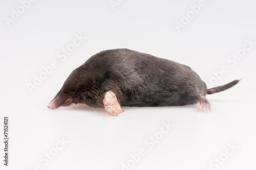 Mole on a white background - studio shot