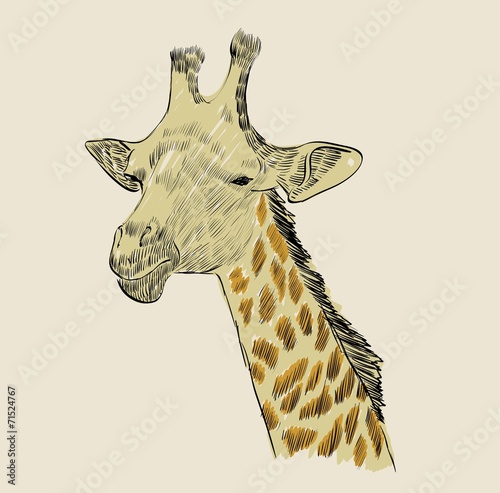 Giraffe