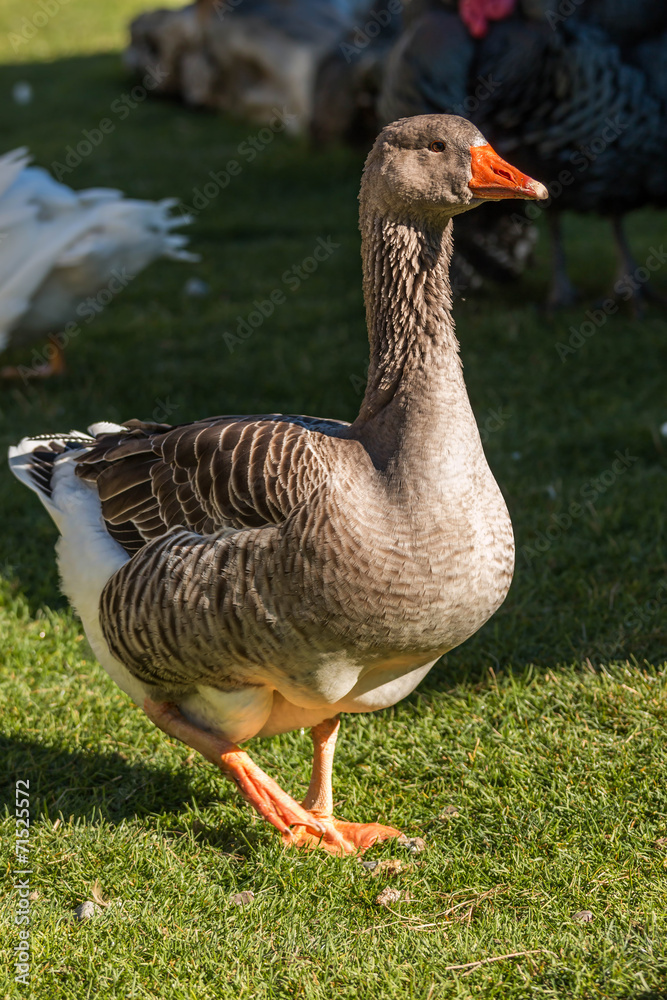 Bean goose Bean goose