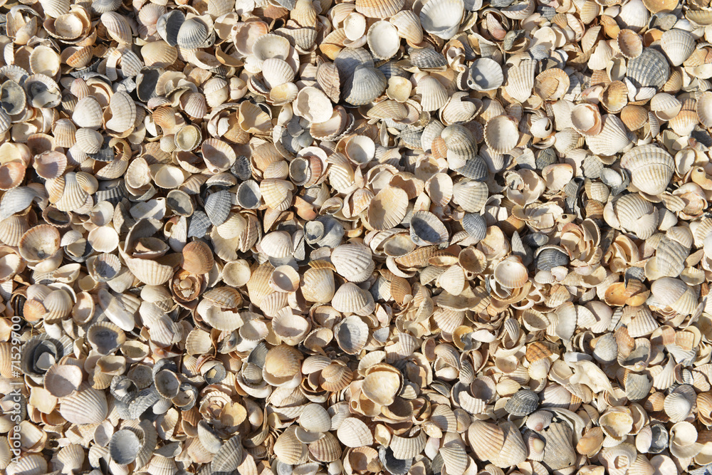 seashells background seashells background