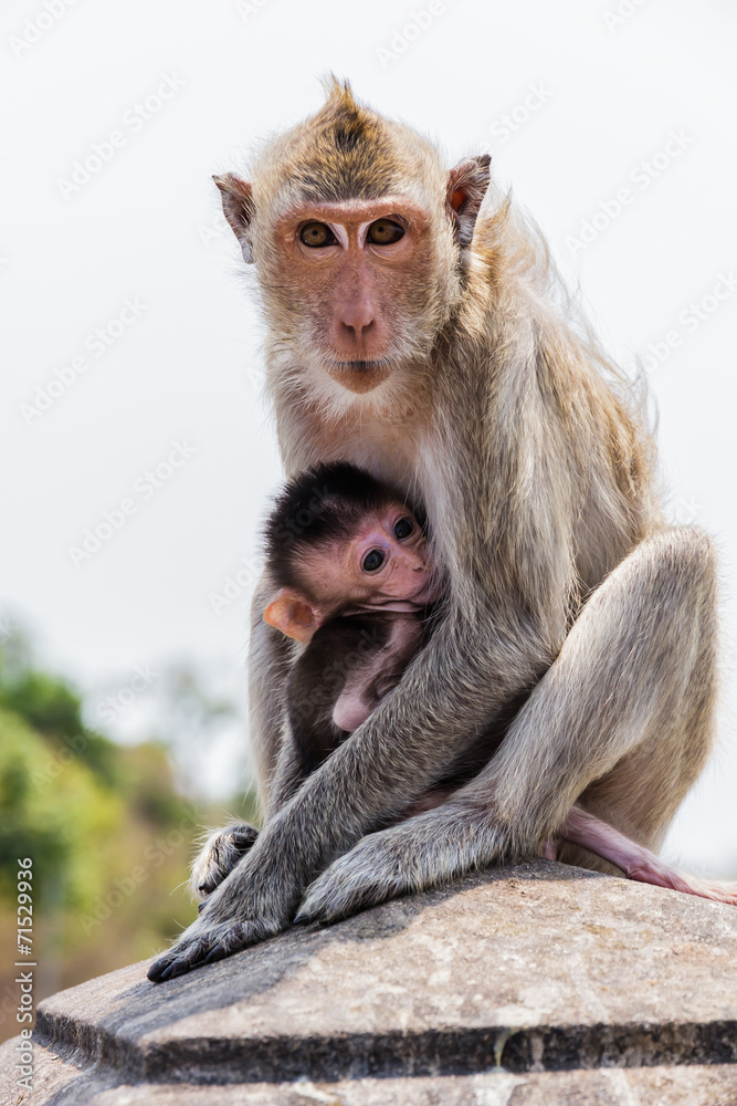 Naklejka premium monkey family in the thailand.