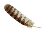 Spotted eagle owl feather isolated on white