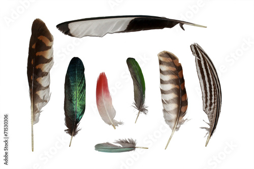 Feathers set collection isolated on white photo