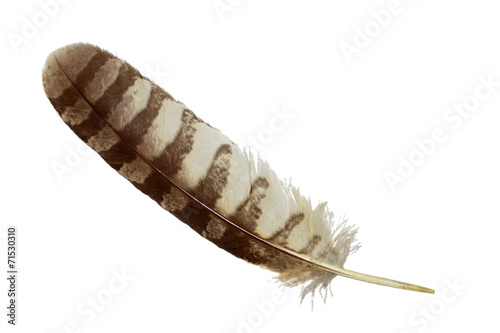 Spotted eagle owl feather isolated on white