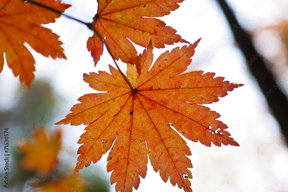 Obraz premium Autumn leaves