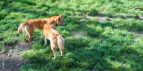 Wild dingos, Australia © Marco Saracco