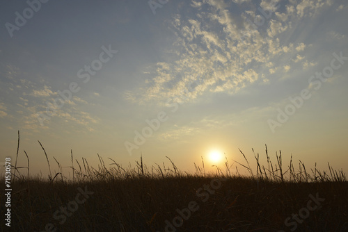 Sunrise in a field