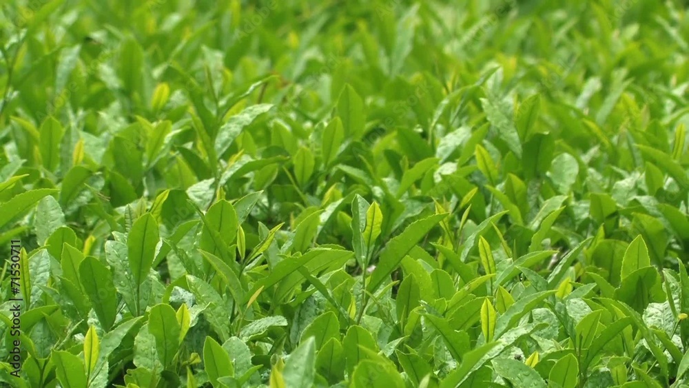 朝露に濡れる茶葉5
