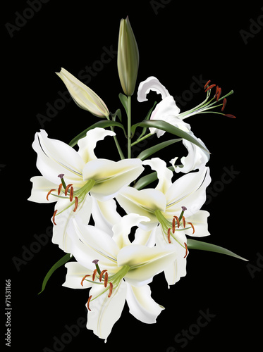 Fototapeta Naklejka Na Ścianę i Meble -  four white lily flowers on black