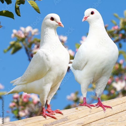 Two white pigeon on flowering background photo